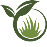 Strive Philodendron Planting