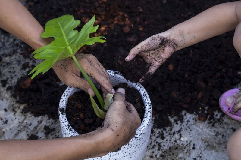 Local Philodendron Planting pros at work