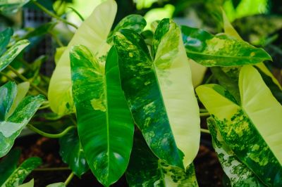 Easy to Take Care Of!